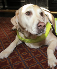 Guide dog