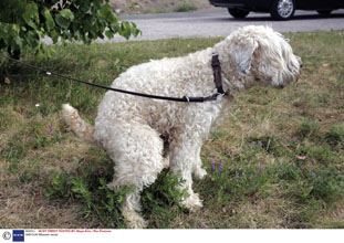 Dog having a poo