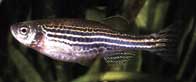 zebrafish