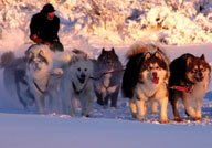 Rolfe and his dogs