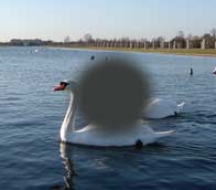 swanamd