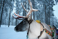 reindeer