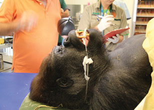 gorilla